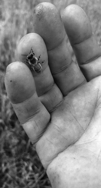 Agriazienda Bocca | l'apicoltore
